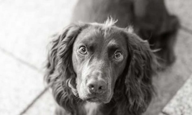 The Large Münsterlander: A Versatile and Affectionate Companion