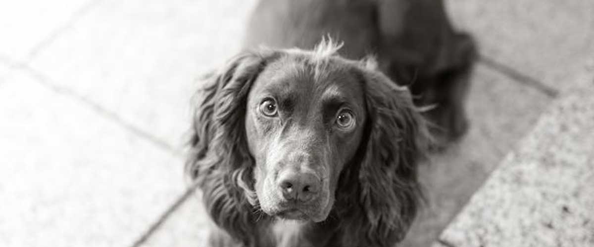The Large Münsterlander: A Versatile and Affectionate Companion