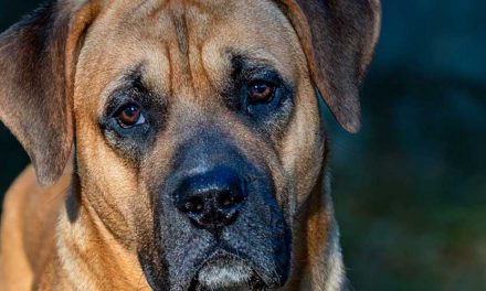 Top 5 Largest Dog Breeds