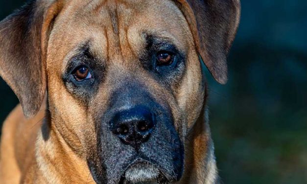 Top 5 Largest Dog Breeds