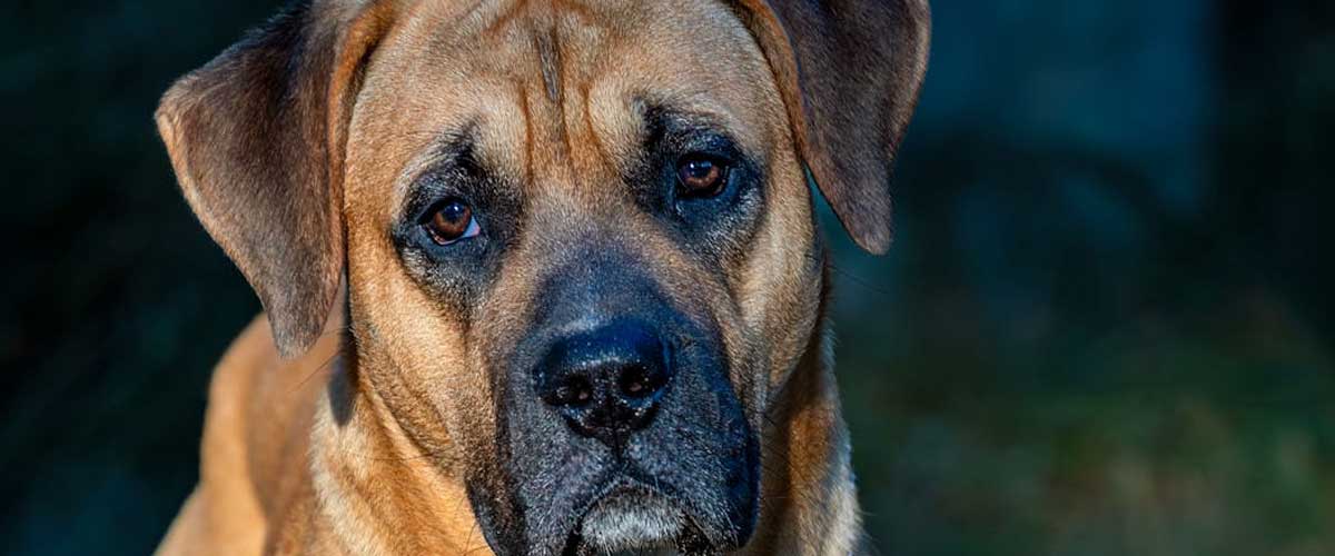 Top 5 Largest Dog Breeds