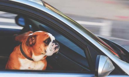 Lead Control for Your Dog in a Car: Ensuring Safety and Comfort