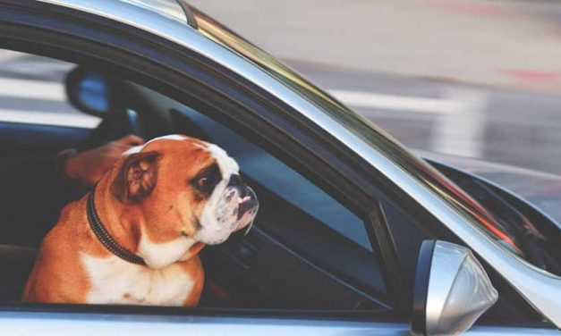 Lead Control for Your Dog in a Car: Ensuring Safety and Comfort
