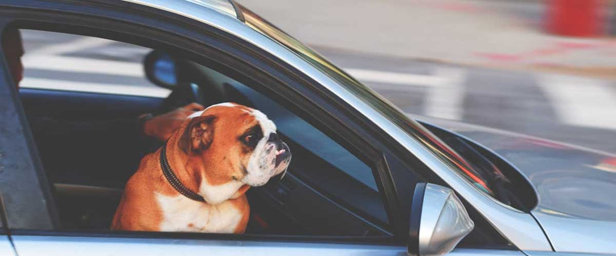 Lead Control for Your Dog in a Car: Ensuring Safety and Comfort