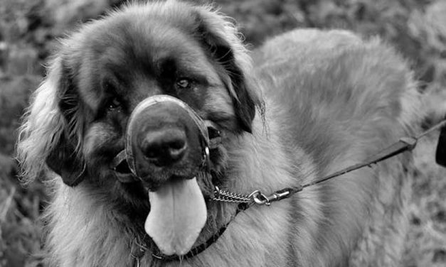 The Majestic Leonberger: A Gentle Giant in the Canine World