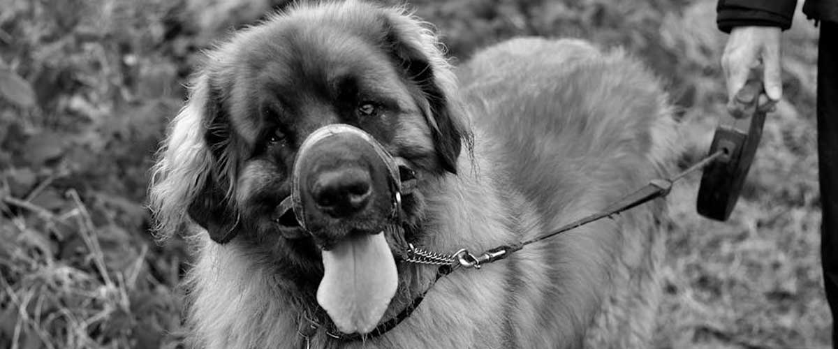The Majestic Leonberger: A Gentle Giant in the Canine World