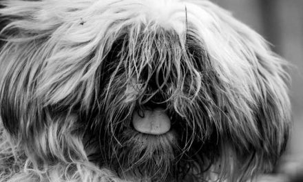 The Lhasa Apso: A Charming Companion with a Rich History