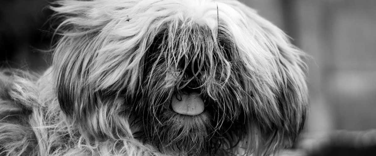 The Lhasa Apso: A Charming Companion with a Rich History