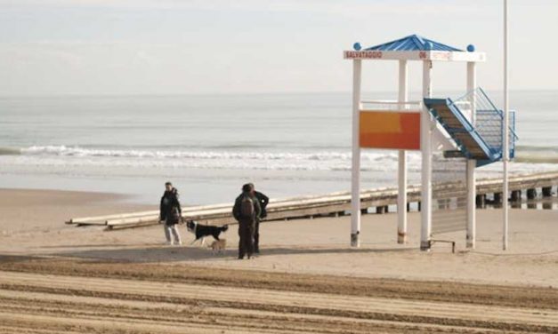 The Unsung Heroes: Life Guard Dogs