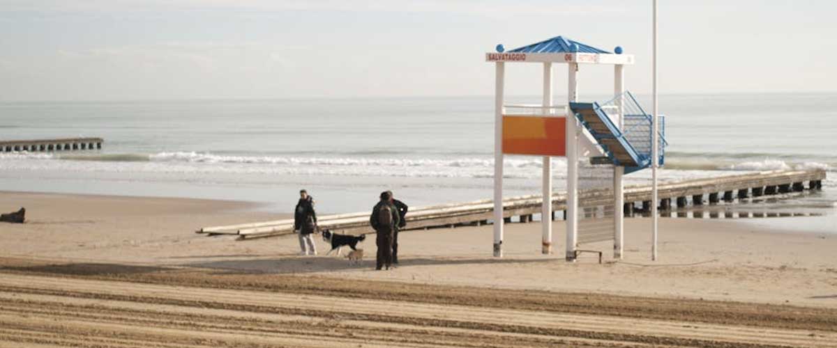 The Unsung Heroes: Life Guard Dogs