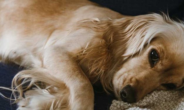 The Long-Haired Standard Dachshund: A Loving Companion with a Unique Charm
