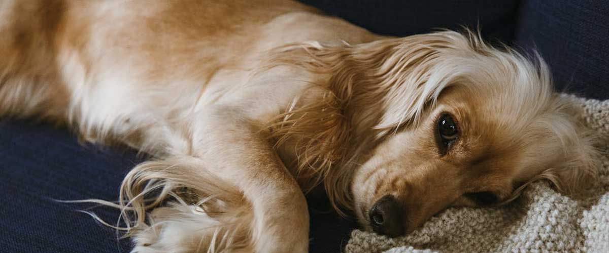 The Long-Haired Standard Dachshund: A Loving Companion with a Unique Charm