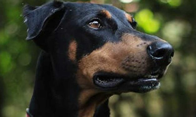 The Best Low-Maintenance Guard Dogs