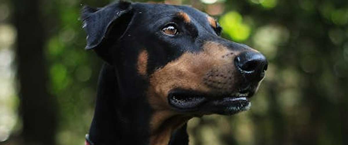 The Best Low-Maintenance Guard Dogs