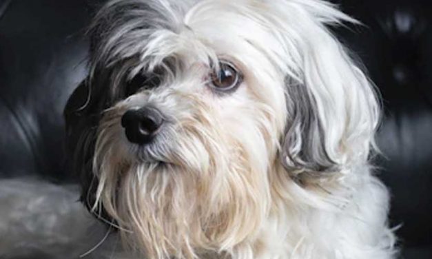 The Löwchen: A Delightful Companion Breed