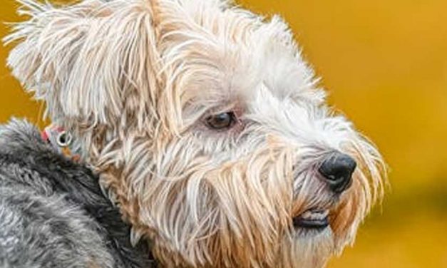 The Lucas Terrier: A Charming and Versatile Companion