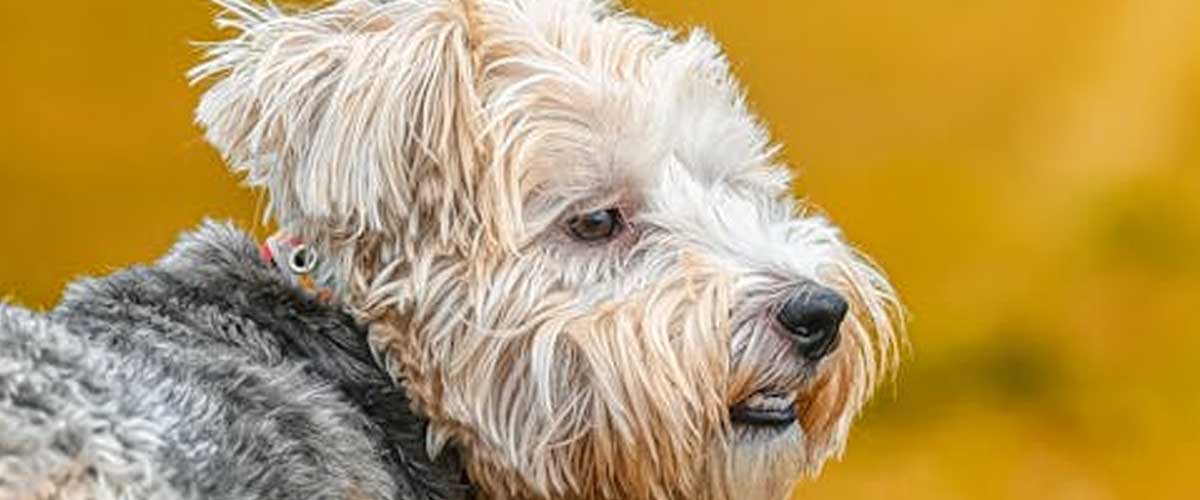 The Lucas Terrier: A Charming and Versatile Companion