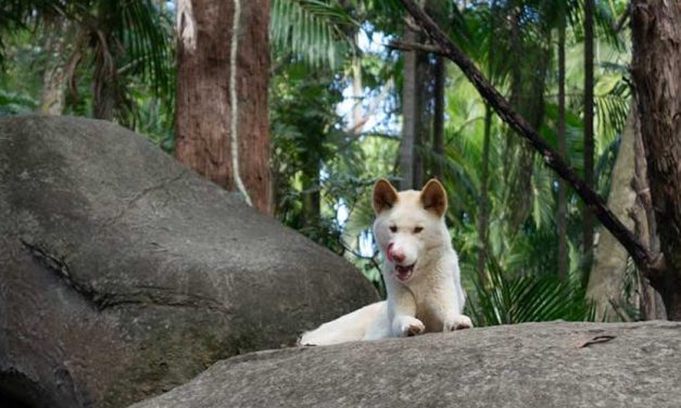 The Lundehund: A Unique and Versatile Breed