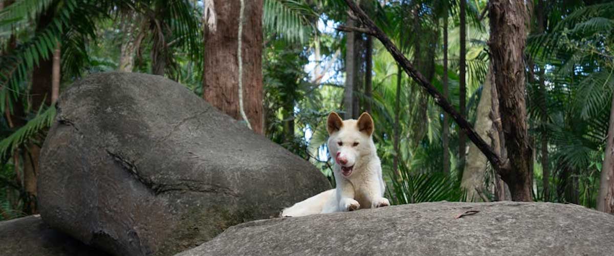 The Lundehund: A Unique and Versatile Breed