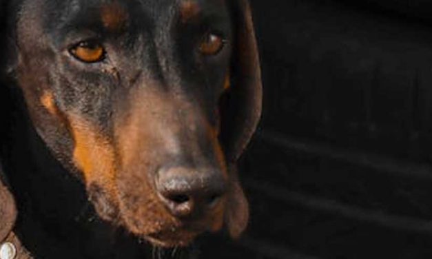 The Luzerner Niederlaufhund: A Versatile Companion for Hunting and Family Life