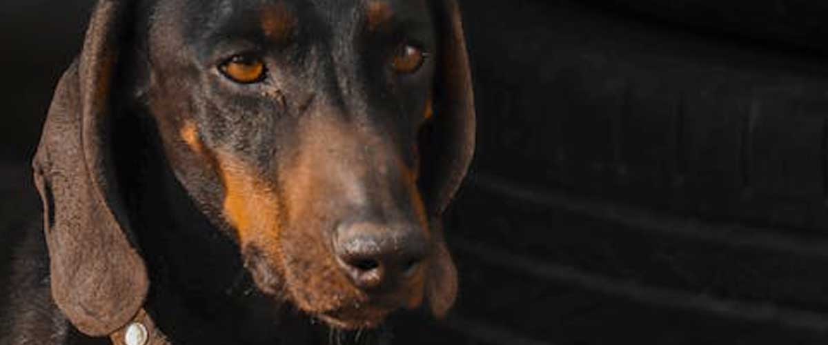 The Luzerner Niederlaufhund: A Versatile Companion for Hunting and Family Life