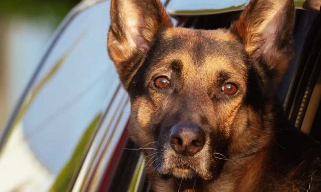 The Belgian Malinois: A Loyal Companion and Exceptional Working Dog