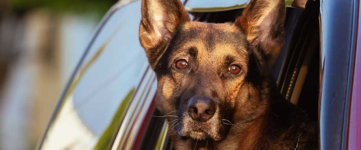 The Belgian Malinois: A Loyal Companion and Exceptional Working Dog
