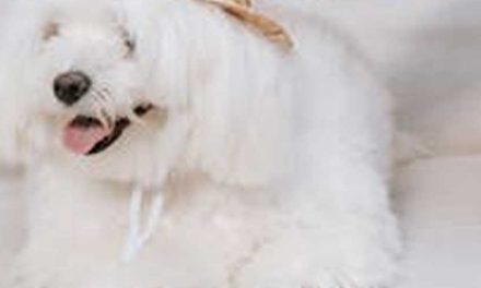 The Maltese Dog Breed: A Charming Companion