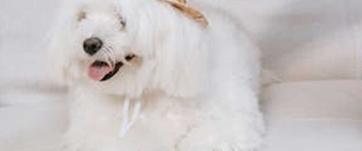 The Maltese Dog Breed: A Charming Companion