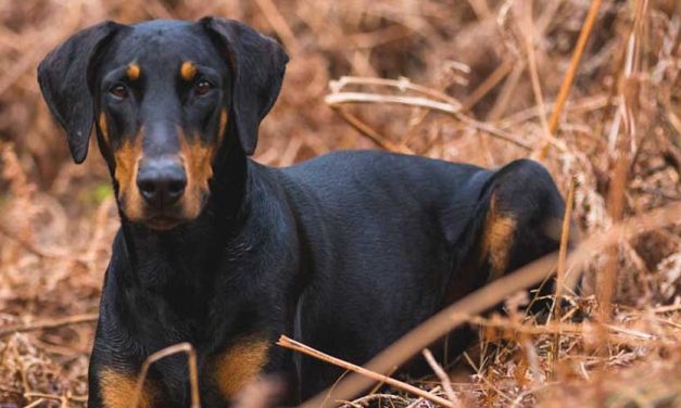 The Manchester Terrier: A Compact Powerhouse