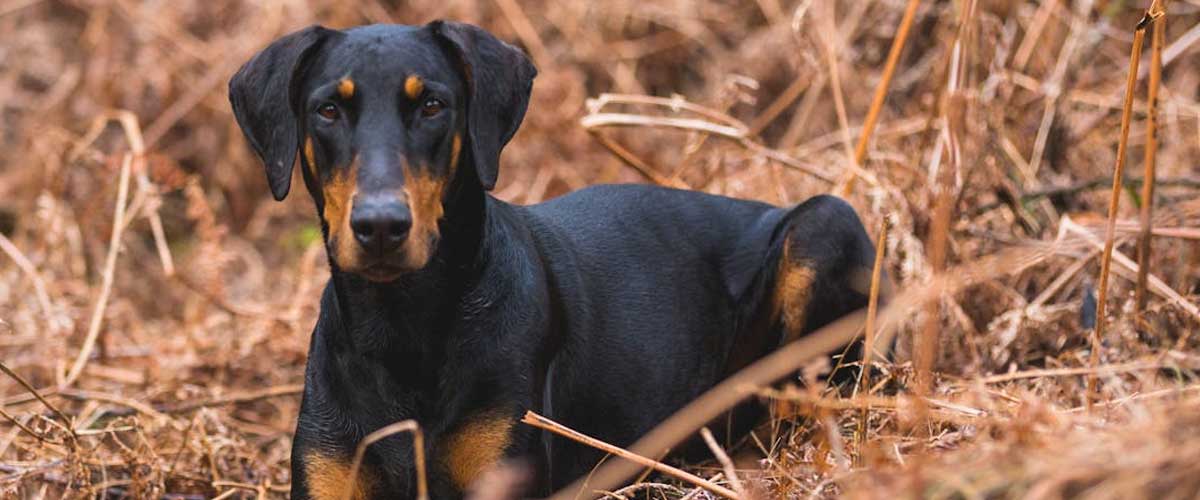 The Manchester Terrier: A Compact Powerhouse
