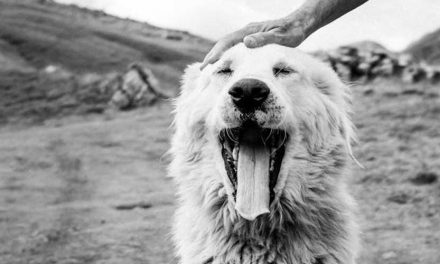 The Maremma Sheepdog: A Guardian of the Flock