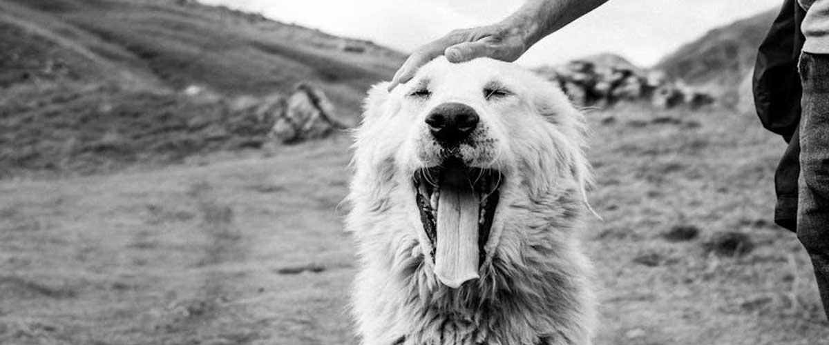 The Maremma Sheepdog: A Guardian of the Flock