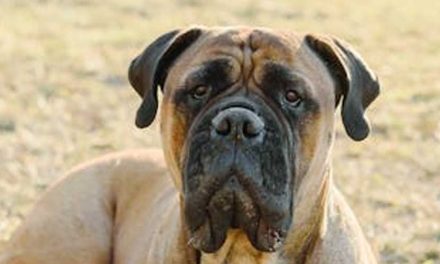 The Magnificent Mastiff: A Gentle Giant