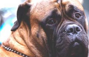 mastiff