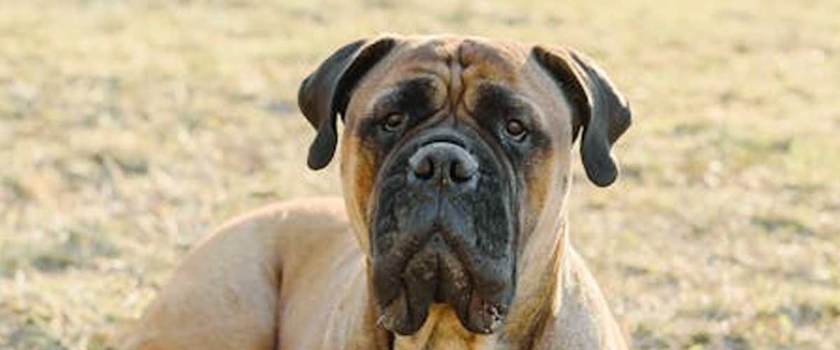 The Magnificent Mastiff: A Gentle Giant