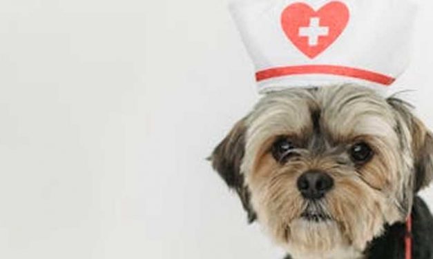 Duties of Dogs in Hospitals: The Unsung Heroes of Healthcare
