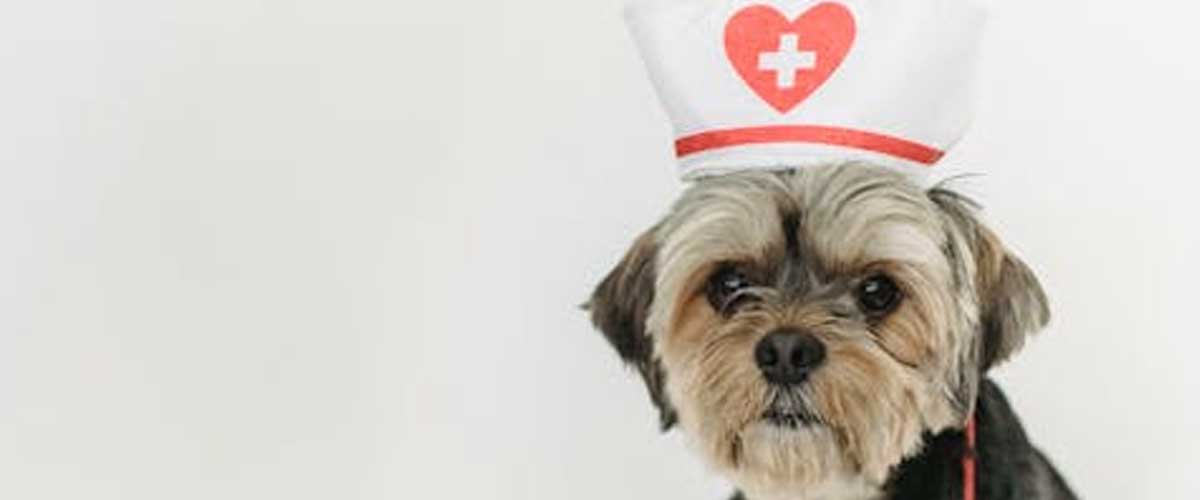 Duties of Dogs in Hospitals: The Unsung Heroes of Healthcare