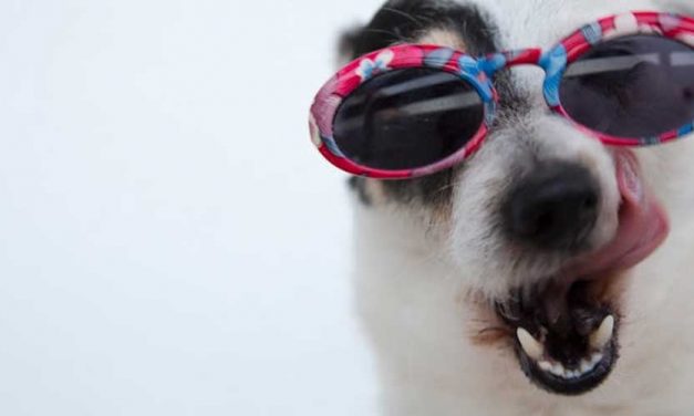 The Importance of Mental Stimulation for Dogs: Addressing Owner Concerns