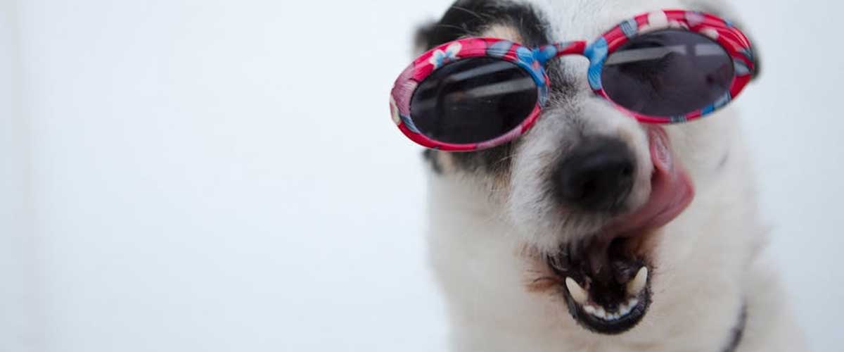 The Importance of Mental Stimulation for Dogs: Addressing Owner Concerns