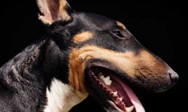 The Miniature Bull Terrier: A Unique Companion