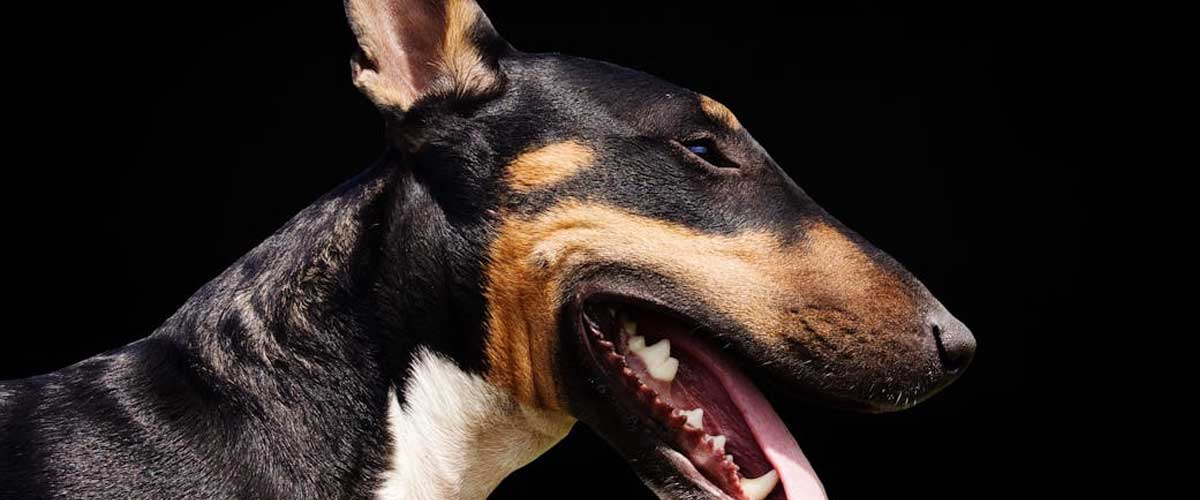 The Miniature Bull Terrier: A Unique Companion
