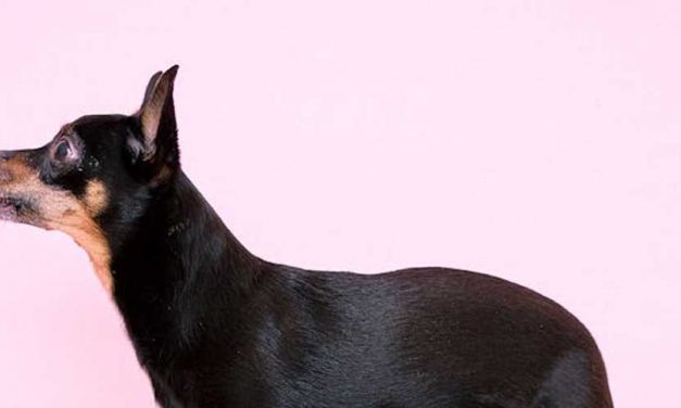 The Miniature Pinscher: A Spirited Companion