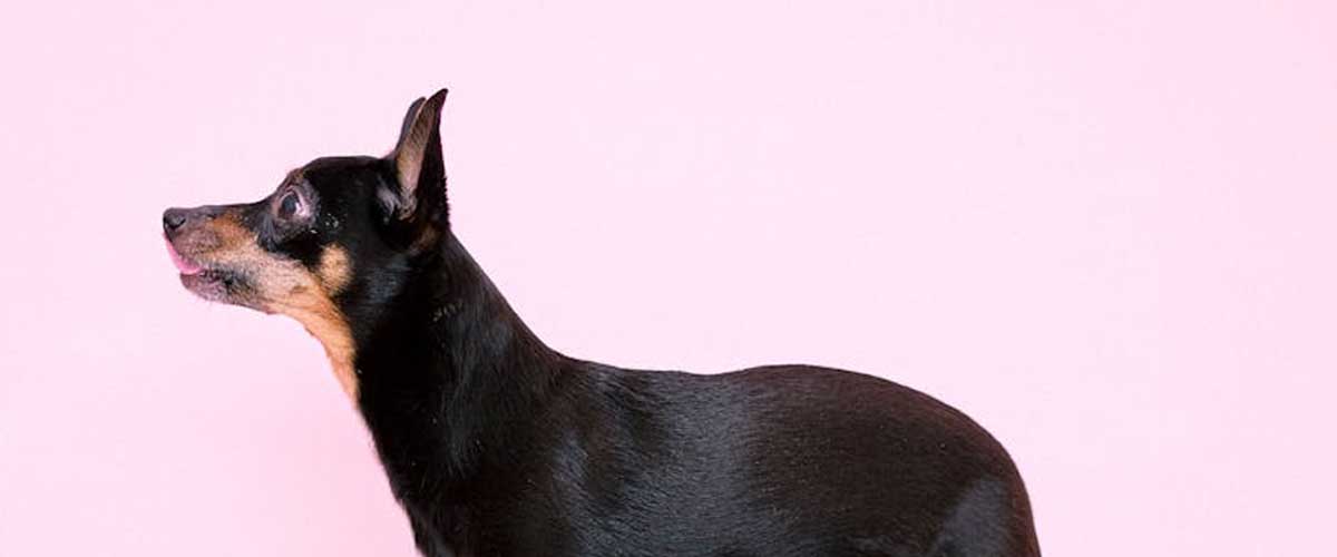 The Miniature Pinscher: A Spirited Companion