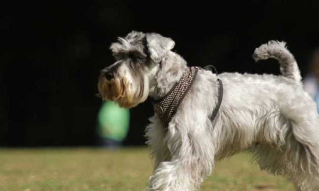 The Miniature Schnauzer: A Charming Companion