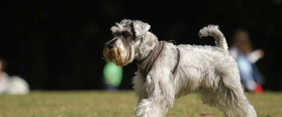 The Miniature Schnauzer: A Charming Companion