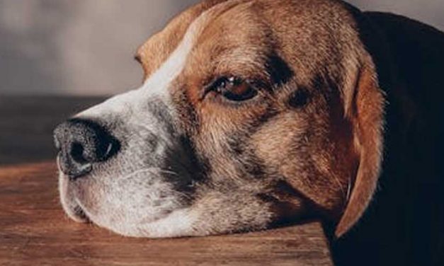 Can Dogs Cry? Understanding Canine Emotions