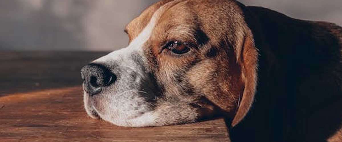 Can Dogs Cry? Understanding Canine Emotions