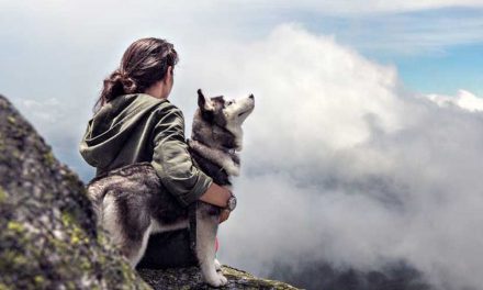 Mountain Rescue Dogs: Heroes on Four Paws