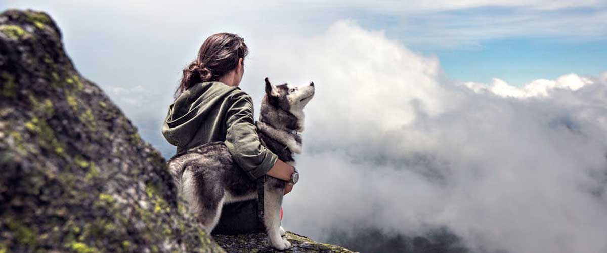 Mountain Rescue Dogs: Heroes on Four Paws